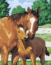 Eagle®️ Schilderen op Nummer Volwassenen - Prachtig Paard met Veulen - Gespannen op Houten Frame - 50x40cm