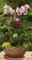 Lek bloemenservice  Orchidee Phalanopsis  Roze