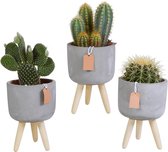 Cactus mix in betonpot op 3 pootjes | 3 stuks | Ø 12 cm | ↕ 20-26 cm