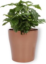 Kamerplant Coffea Arabica – Koffieplant - ± 25cm hoog – 12 cm diameter - in koperkleurige pot