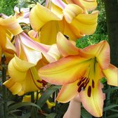 5x Lelie Lilium Like A Tree 'Rising Moon' geel- Bolomtrek 16-18 cm