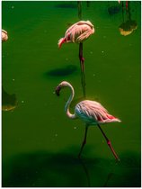 Poster – Flamingo's in Groen Water - 30x40cm Foto op Posterpapier