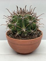 Cactus, Ferocactus Townsendianus, 17cmØ, ±20cm hoog