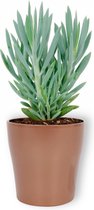 Kamerplant Senecio Curio Mount Everest - ± 25cm hoog – 12 cm diameter - in koperkleurige pot