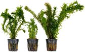 3x Aquariumplanten - Mix 'Verkwikkende Vissen' -  Aquarium planten levend - ↑ 15 cm - Pot-Ø 5 cm