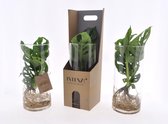 Kamerplanten van Botanicly – 3 × Gatenplant incl. designe glas als set – Hoogte: 20 cm – Monstera