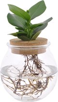 Clusia op water in Bolglas + klikkurk - 25 cm - Hellogreen Kamerplanten