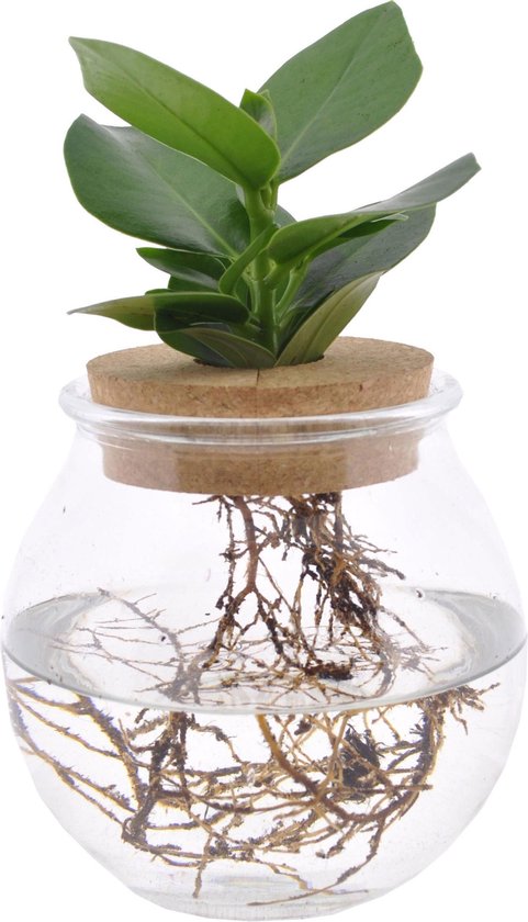 Clusia sur eau en verre Bulb + bouchon clic - 25 cm - Hellogreen Plantes d'intérieur'...  | bol.com