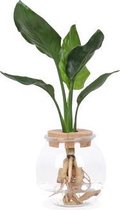 Strelitzia Nicolai op water in Bolglas + klikkurk - 40 cm - Hellogreen Kamerplanten