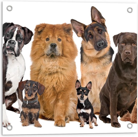 Tuinposter – Verschillende Hondenrassen op de Foto - 50x50cm Foto op Tuinposter  (wanddecoratie voor buiten en binnen)