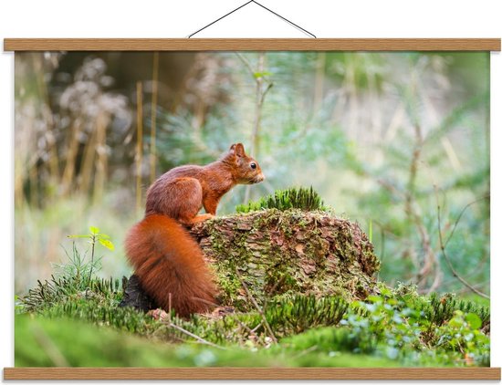 Wacht even Accor Wees Schoolplaat – Eekhoorn in de Natuur - 90x60cm Foto op Textielposter  (Wanddecoratie op... | bol.com
