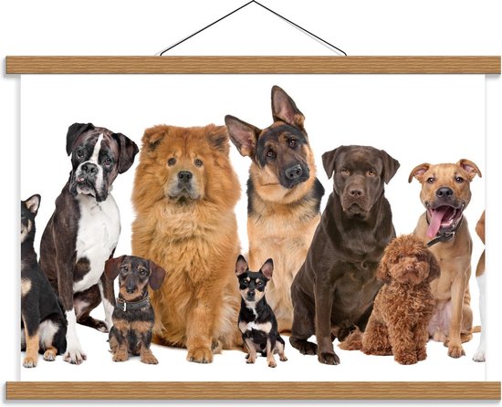 Schoolplaat – Verschillende Hondenrassen op de Foto - 60x40cm Foto op Textielposter (Wanddecoratie op Schoolplaat)