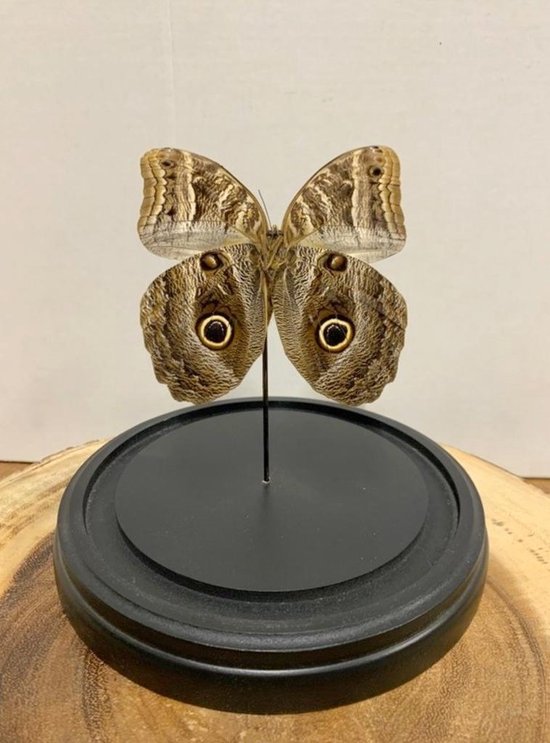 Opgezette Vlinders in Stolp - Vlinder In Glazen Stolp - Vlinderstolp Glas - Bruin - 18 cm