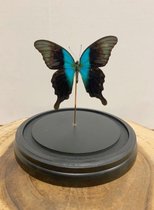 Opgezette Vlinders in Stolp - Vlinder In Glazen Stolp - Vlinderstolp Glas - Vlinderstolp - Blauw - 20 cm