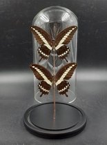 Vtw Living - Vlinder in Glazen Stolp - Vlinders - Bruin - 30 cm hoog