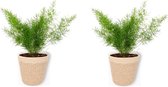2x Kamerplant Asparagus Sprengeri - Sierasperge - ± 25cm hoog - ⌀  12cm - in beige mand met witte rand