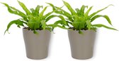 2x Kamerplant Asplenium Antiquum – Vogelnestvaren - ± 25cm hoog – 12cm diameter - in zilverkleurige pot