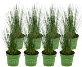 ZynesFlora - Juncus Pencil - Siergras - 8 Stuks - Ø 12 cm - Hoogte: 40-45 cm - Buitenplant - Tuinplant - Winterhard