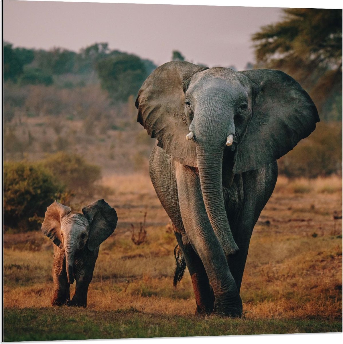 Dibond - Olifant met Haar Baby lopend over Landschap - 80x80cm Foto op Aluminium (Met Ophangsysteem)
