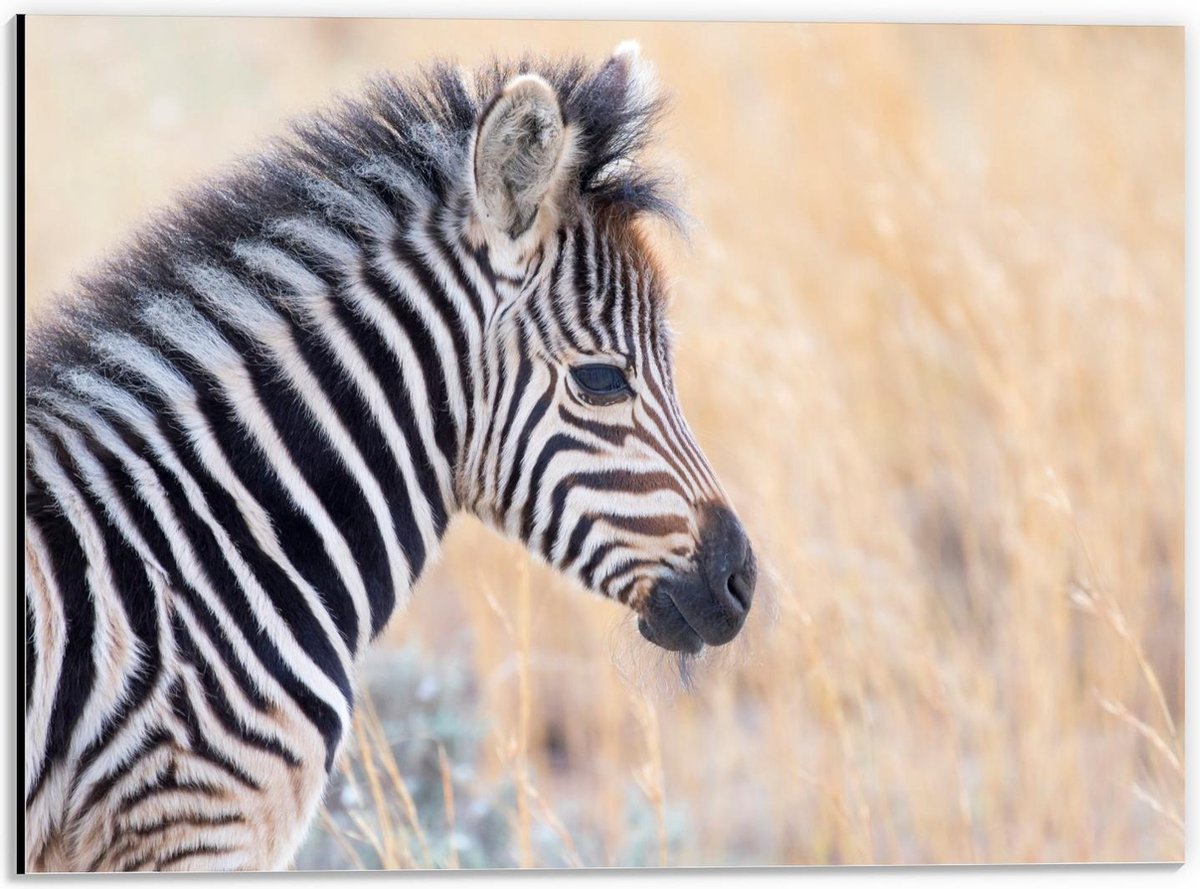 Dibond - Baby Zebra in Hoge Grassen - 40x30cm Foto op Aluminium (Wanddecoratie van metaal)