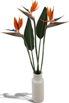Strelitzia boeket in speciale cadeauverpakking - echte Paradijsvogelbloemen - vers van de kweker - 80-85 cm