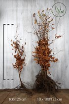 25 stuks | Groene beuk Blote wortel 100-125 cm Extra kwaliteit - Snelle groeier - Bladverliezend - Populair bij vogels - Prachtige herfstkleur