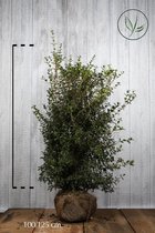 10 stuks | Schijnhulst 'burkwoodii' Kluit 100-125 cm - Bloeiende plant - Geschikt als lage haag - Geurend - Insectenlokkend - Wintergroen