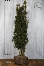 5 stuks | Hulst Heckenstar Kluit 175-200 cm | Standplaats: Halfschaduw/Schaduw | Latijnse naam: Ilex meserveae Heckenstar