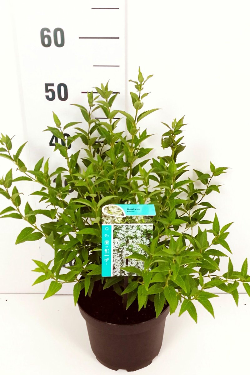 Plants Online - Haagplanten - Heesters - Bruidsbloem - Pot 30-40 cm - set van 10 - Bladverliezend - Bloeiende plant - Geschikt als lage haag - Informele haag