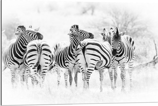 Dibond - Kudde Zebra's (zwart/wit) - 90x60cm Foto op Aluminium (Wanddecoratie van metaal)