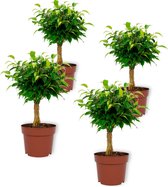 Set van 4 Kamerplanten - Ficus Babilatos - ± 25cm hoog - 12cm diameter