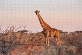 Giraffe in Afrika - Legpuzzel 252 stukjes | Safari - Natuur Wild - Giraffe Puzzel - Dier puzzel