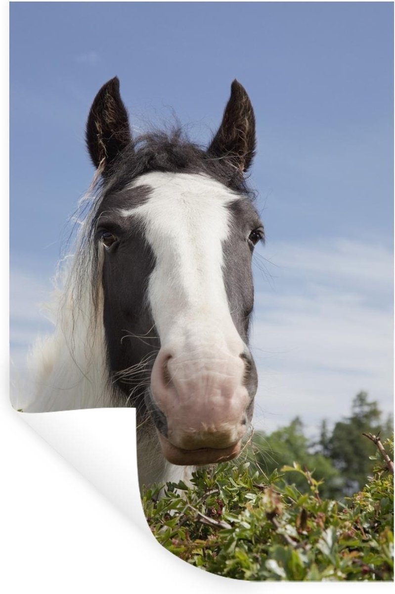 Muurstickers - Clydesdale - zwart - Paarden - 40x60 cm - Plakfolie - StickerSnake