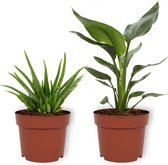 Set van 2 Kamerplanten - Aloë Vera & Strelitzia Reginae - ±  30cm hoog - 12cm diameter