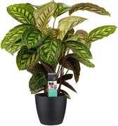 Calathea inclusief pot | Leuke plant en sluit haar bladeren 's-nachts | Ø 19 cm - Hoogte 70 cm (waarvan +/- 50 cm plant en 20 cm pot) | Kamerplant