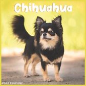 Chihuahua 2022 Calendar