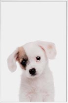 JUNIQE - Poster in kunststof lijst Puppy -20x30 /Bruin & Wit