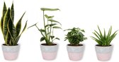 4 Kamerplanten - Aloe Vera, Monstera, Sansevieria & Koffieplant - met roze betonnen pot geleverd