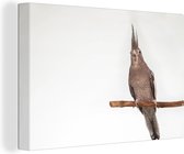 Canvas schilderij 140x90 cm - Wanddecoratie Valkparkiet op een takje - Muurdecoratie woonkamer - Slaapkamer decoratie - Kamer accessoires - Schilderijen