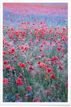 JUNIQE - Poster Poppy Seed Heaven -40x60 /Groen & Rood