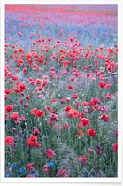 JUNIQE - Poster Poppy Seed Heaven -20x30 /Groen & Rood