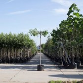 Bomenbezorgd - Dakboom - Moeraseik kruisdak - 240 cm stamhoogte (16-20 cm stamomtrek) - ''Quercus palustris''