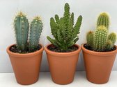 Cactus- Cactus palen mix 3 soorten-8.5 cmØ-Terracotta pot - Opuntia Tuna- Pilocereus Azereus- Pilosocereus Chrysostele