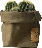 de Zaktus - Euriocactus Warasii - cactus - paper olive - Maat L