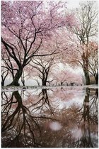 Poster – Roze Bloesembomen aan het Water - 40x60cm Foto op Posterpapier