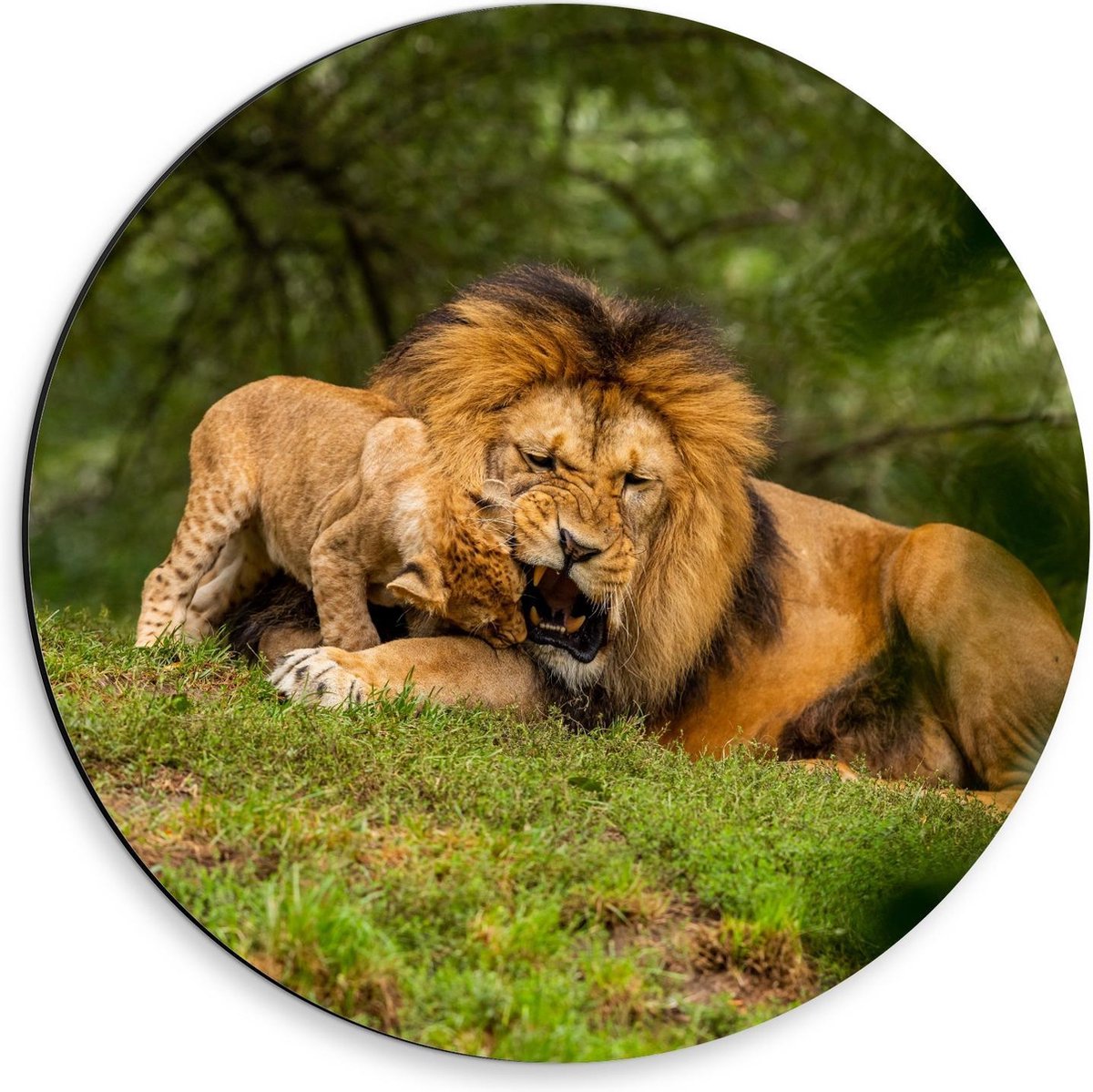 Dibond Wandcirkel - Baby Leeuwtje bij Moeder op het Gras - 30x30cm Foto op Aluminium Wandcirkel (met ophangsysteem)