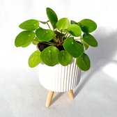 Find the perfect Pilea for you Find the perfect Pilea for you