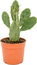 Plantenwinkel Opuntia cactus vulgaris S kamerplant