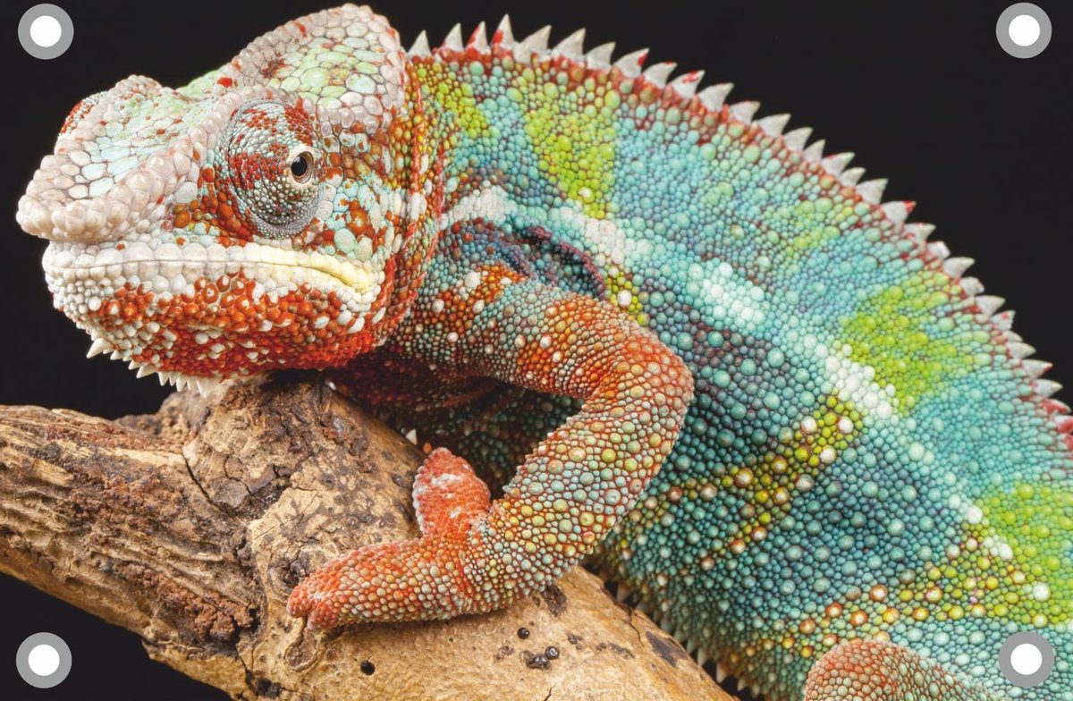 Kameleon tuinposter los doek 120x80 cm - Tuindoek / Schilderij voor buiten / Tuindecoratie