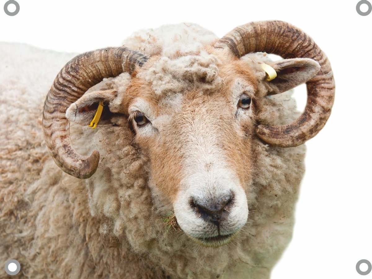 Schaap ram tuinposter los doek 120x80 cm - Tuindoek / Schilderij voor buiten / Tuindecoratie
